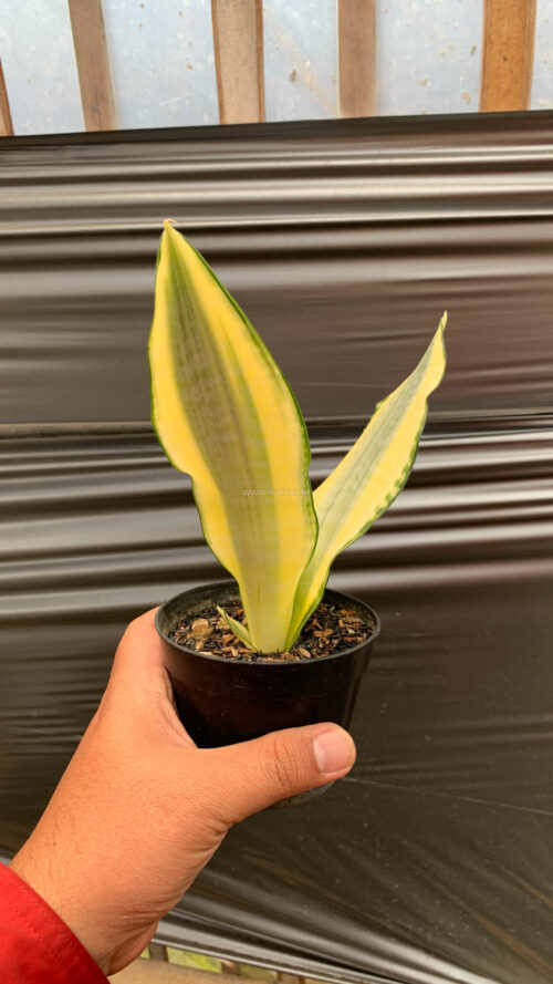 Sansevieria Asahi, real gallery image #9 plants. Picture taken directly from kaktus.id community Sansevieria farmer green houses.
