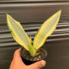Sansevieria Asahi, real feature image plant. Picture taken directly from kaktus.id community Sansevieria farmer green houses.