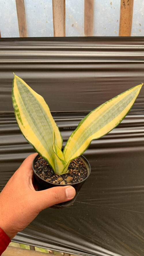 Sansevieria Asahi, real gallery image #3 plants. Picture taken directly from kaktus.id community Sansevieria farmer green houses.