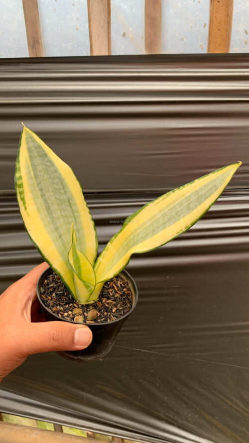 Sansevieria Asahi, real gallery image #4 plants. Picture taken directly from kaktus.id community Sansevieria farmer green houses.