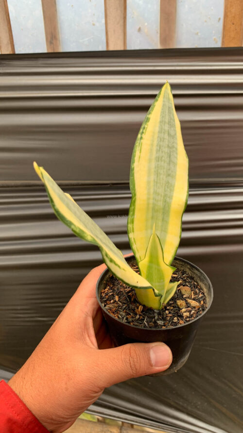 Sansevieria Asahi, real gallery image #5 plants. Picture taken directly from kaktus.id community Sansevieria farmer green houses.