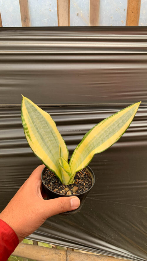 Sansevieria Asahi, real gallery image #2 plants. Picture taken directly from kaktus.id community Sansevieria farmer green houses.