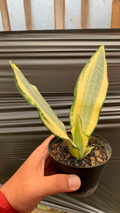 Sansevieria Asahi, real gallery image #6 plants. Picture taken directly from kaktus.id community Sansevieria farmer green houses.