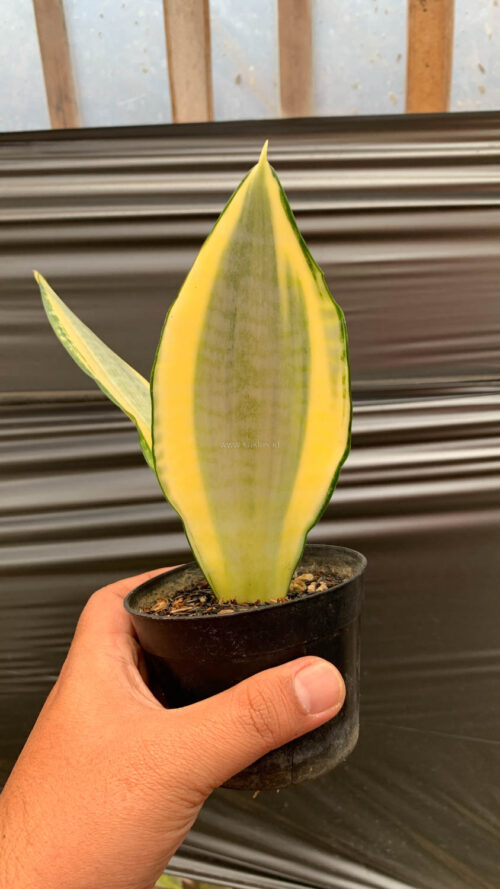 Sansevieria Asahi, real gallery image #1 plants. Picture taken directly from kaktus.id community Sansevieria farmer green houses.