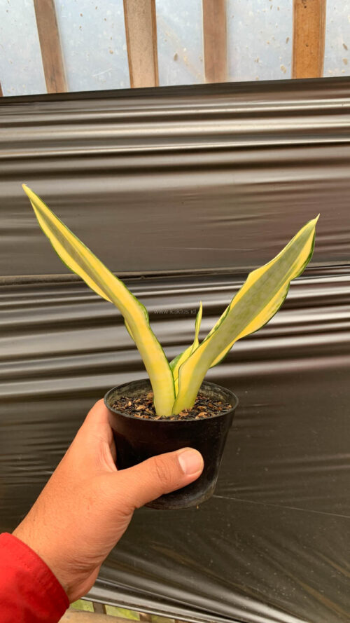 Sansevieria Asahi, real gallery image #7 plants. Picture taken directly from kaktus.id community Sansevieria farmer green houses.