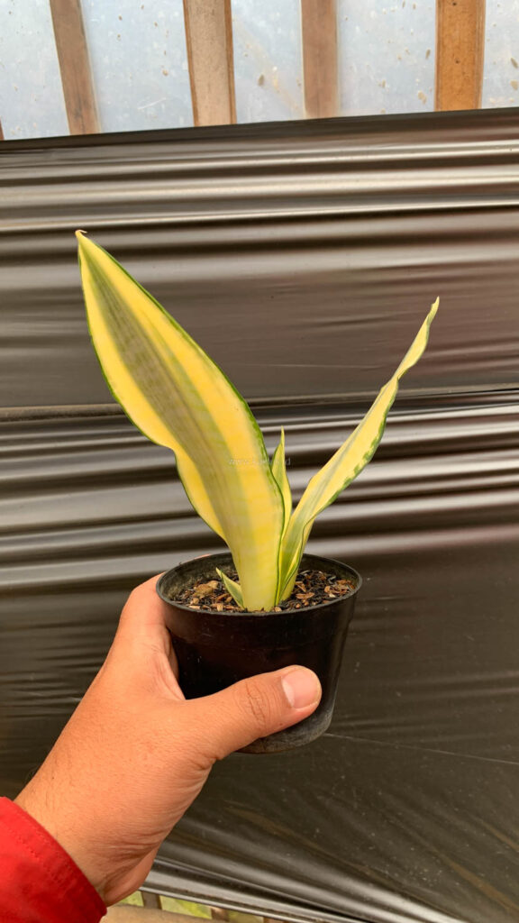 kaktus.id