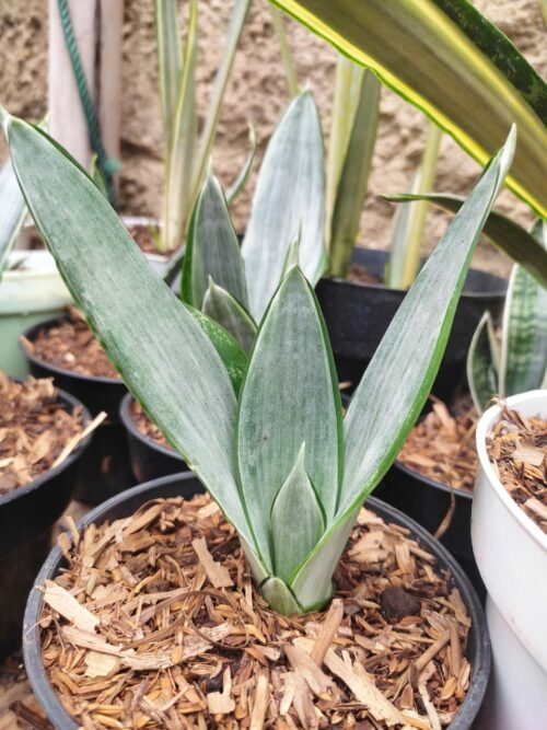 Sansevieria Morgenstern, real gallery image #4 plants. Picture taken directly from kaktus.id community Sansevieria farmer green houses.
