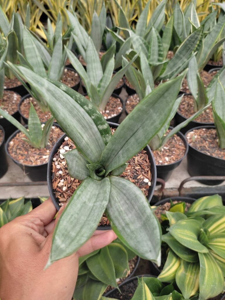kaktus.id