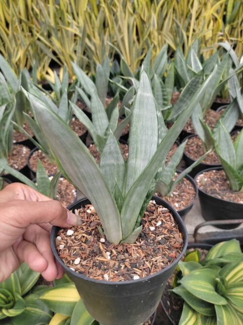 Sansevieria Morgenstern, real gallery image #3 plants. Picture taken directly from kaktus.id community Sansevieria farmer green houses.