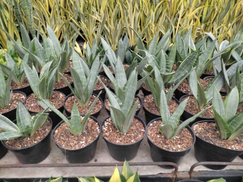 Sansevieria Morgenstern, real gallery image #1 plants. Picture taken directly from kaktus.id community Sansevieria farmer green houses.