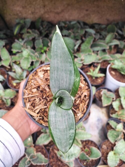 Sansevieria Morgenstern, real gallery image #2 plants. Picture taken directly from kaktus.id community Sansevieria farmer green houses.