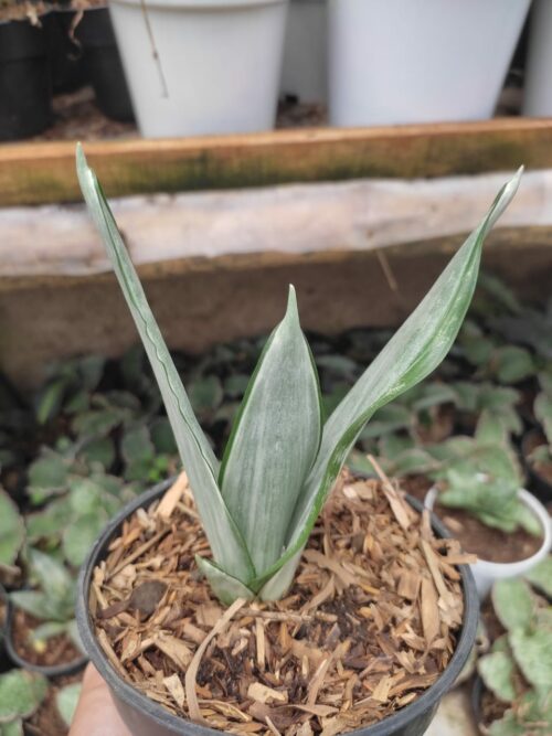 Sansevieria Morgenstern, real gallery image #5 plants. Picture taken directly from kaktus.id community Sansevieria farmer green houses.