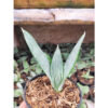 Sansevieria Morgenstern, real feature image plant. Picture taken directly from kaktus.id community Sansevieria farmer green houses.