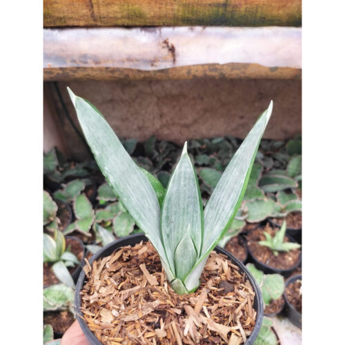 Sansevieria Morgenstern, real feature image plant. Picture taken directly from kaktus.id community Sansevieria farmer green houses.