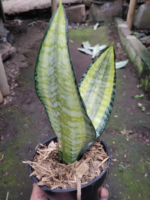 Sansevieria Futura Pulsar, real gallery image #3 plants. Picture taken directly from kaktus.id community Sansevieria farmer green houses.