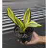 Sansevieria Futura Pulsar, real feature image plant. Picture taken directly from kaktus.id community Sansevieria farmer green houses.