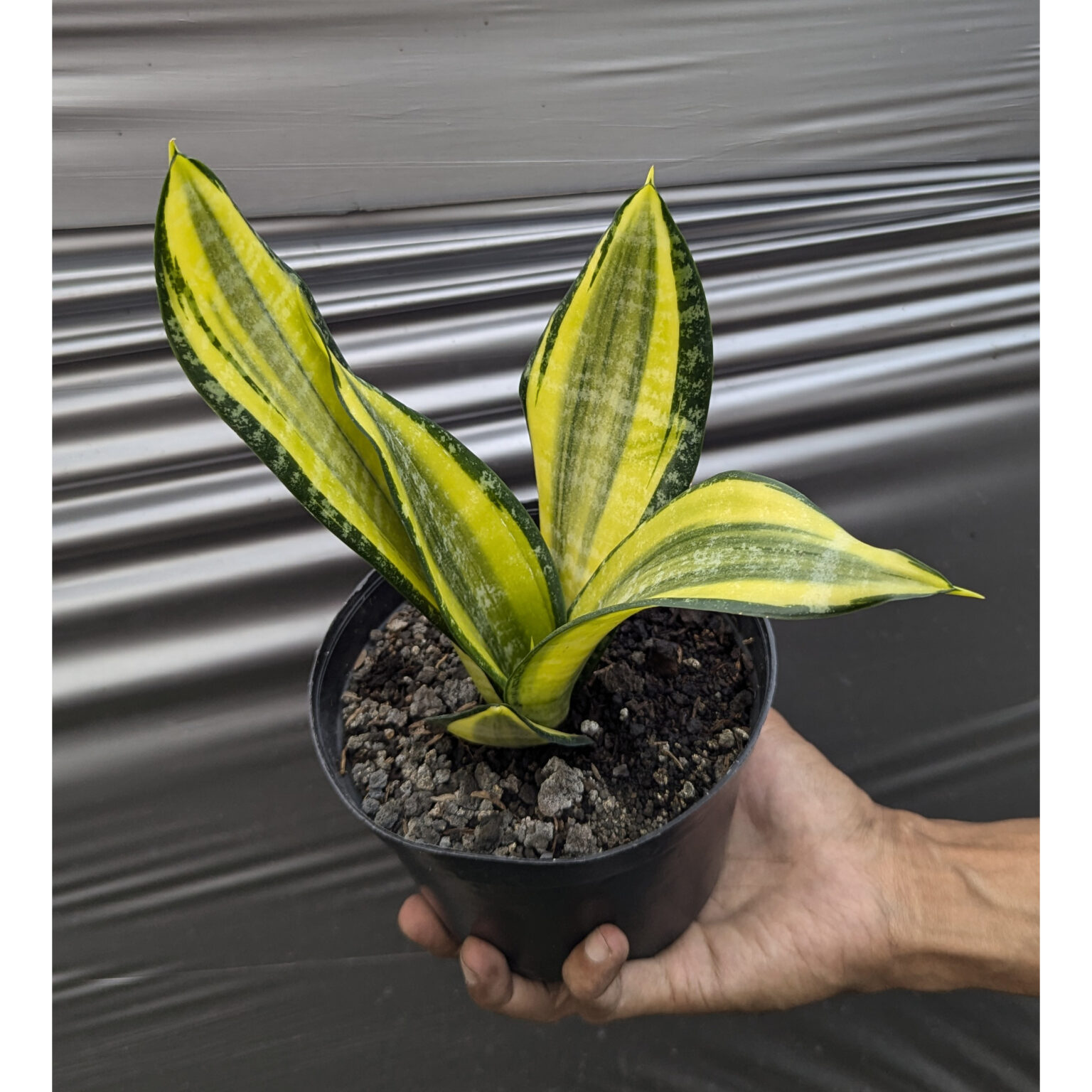 Sansevieria Futura Pulsar, real feature image plant. Picture taken directly from kaktus.id community Sansevieria farmer green houses.
