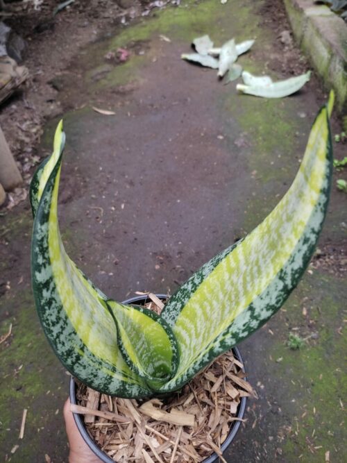 Sansevieria Futura Pulsar, real gallery image #6 plants. Picture taken directly from kaktus.id community Sansevieria farmer green houses.