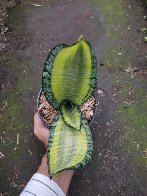 Sansevieria Futura Pulsar, real gallery image #1 plants. Picture taken directly from kaktus.id community Sansevieria farmer green houses.
