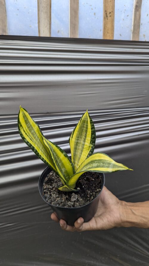 Sansevieria Futura Pulsar, real gallery image #4 plants. Picture taken directly from kaktus.id community Sansevieria farmer green houses.