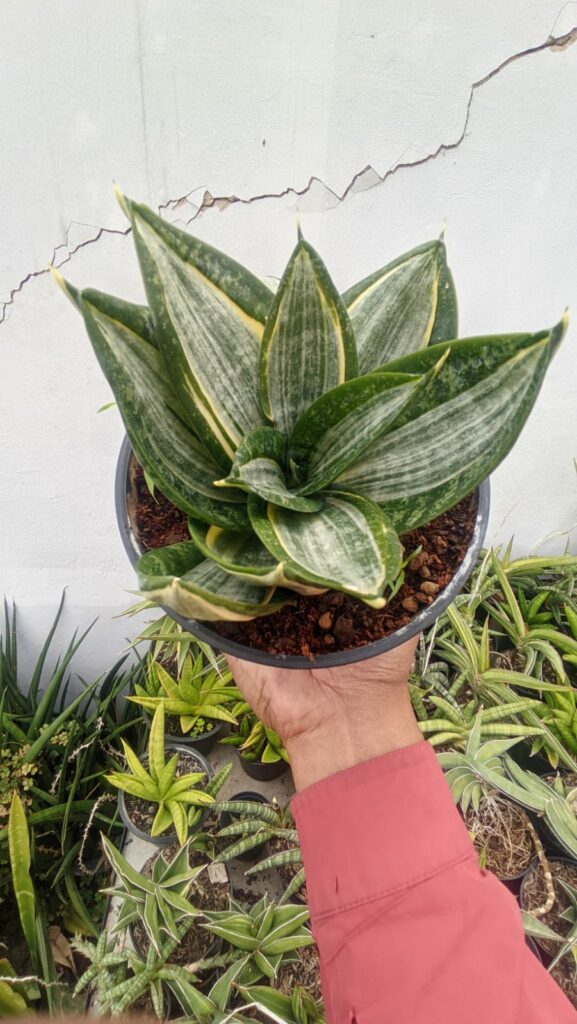 kaktus.id