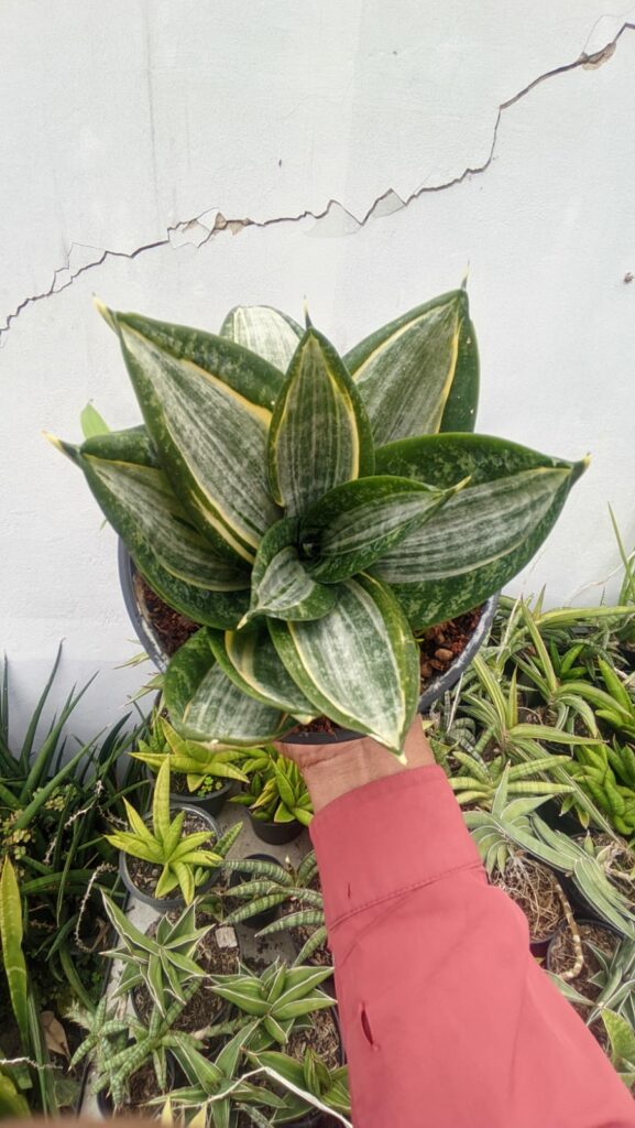 kaktus.id