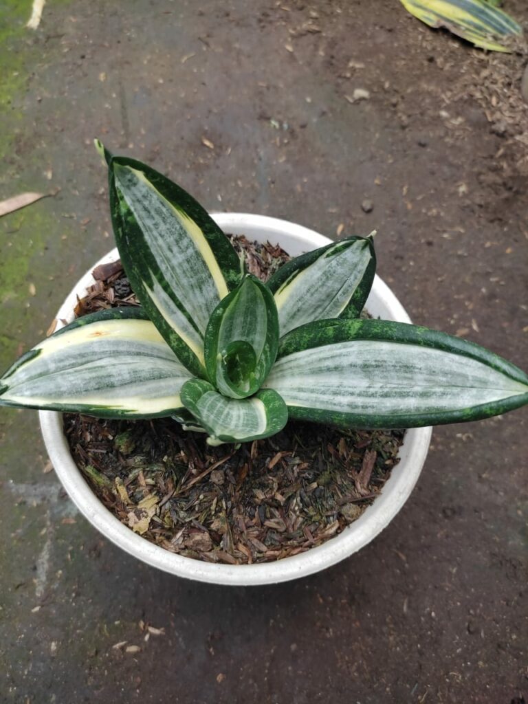 kaktus.id