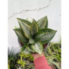 Sansevieria Zebra, real feature image plant. Picture taken directly from kaktus.id community Sansevieria farmer green houses.