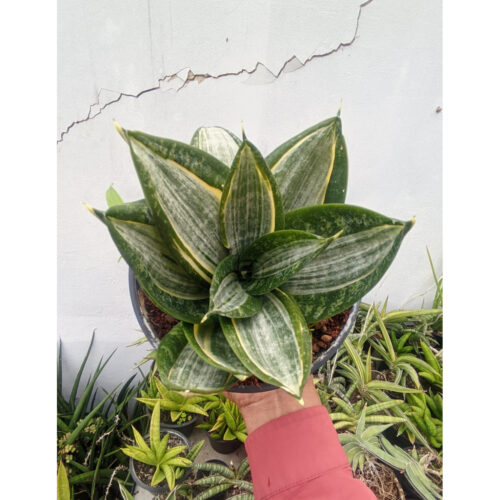 1213. Sansevieria Zebra