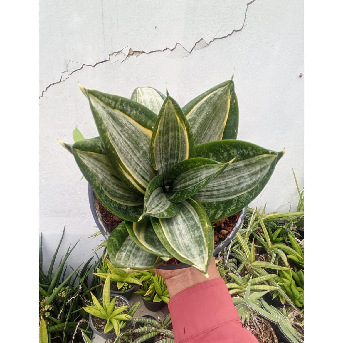 High Quality Sansevieria Zebra For Sale