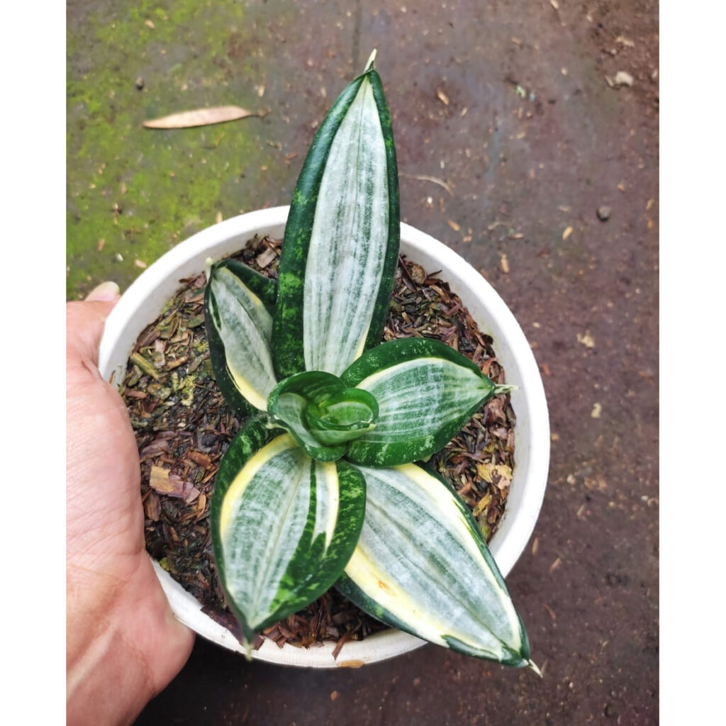 kaktus.id