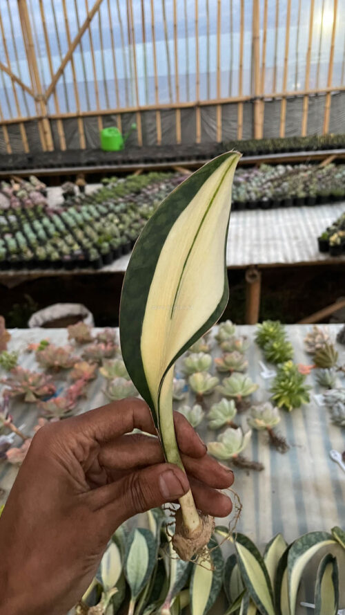 Sansevieria Masoniana Mediopicta Variegated, real gallery image #3 plants. Picture taken directly from kaktus.id community Sansevieria farmer green houses.