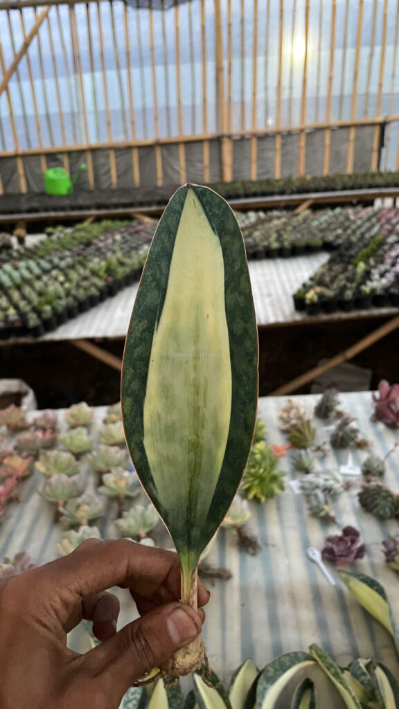 kaktus.id