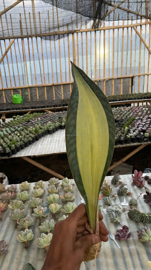 Sansevieria Masoniana Mediopicta Variegated, real gallery image #17 plants. Picture taken directly from kaktus.id community Sansevieria farmer green houses.
