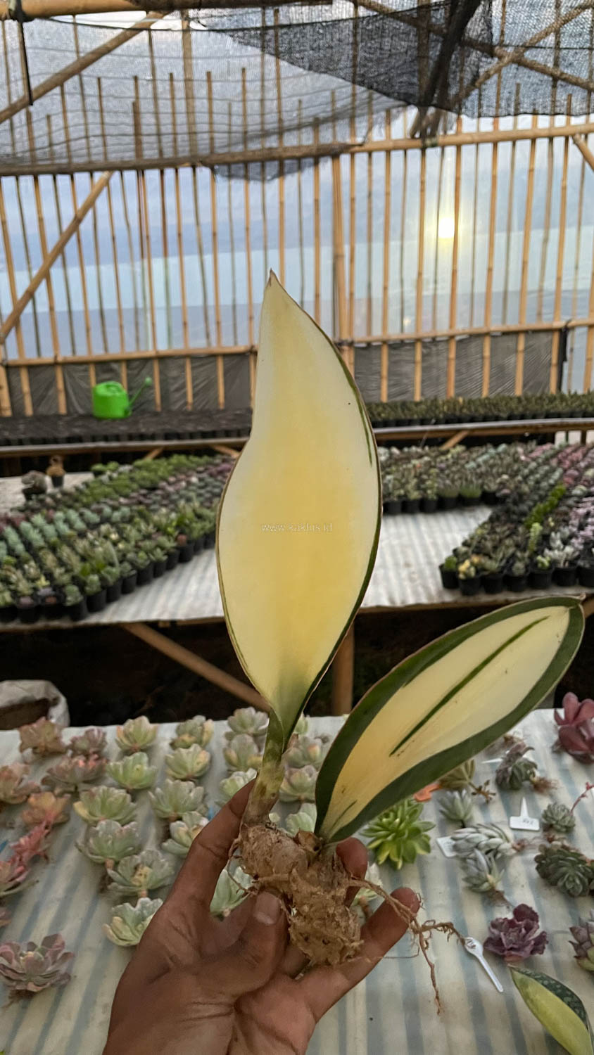 Sansevieria Masoniana Mediopicta Variegated For Sale - Real Pictures,  kaktus.id Plants Exporter