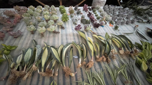 Sansevieria Masoniana Mediopicta Variegated, real gallery image #7 plants. Picture taken directly from kaktus.id community Sansevieria farmer green houses.