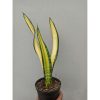 Sansevieria Golden Forscate / Sansevieria California, real feature image plant. Picture taken directly from kaktus.id community Sansevieria farmer green houses.