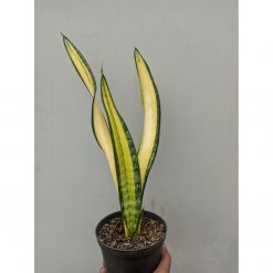 Sansevieria Golden Forscate / Sansevieria California, real feature image plant. Picture taken directly from kaktus.id community Sansevieria farmer green houses.