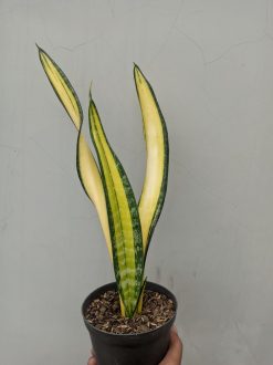 Sansevieria Golden Forscate / Sansevieria California, real gallery image #2 plants. Picture taken directly from kaktus.id community Sansevieria farmer green houses.