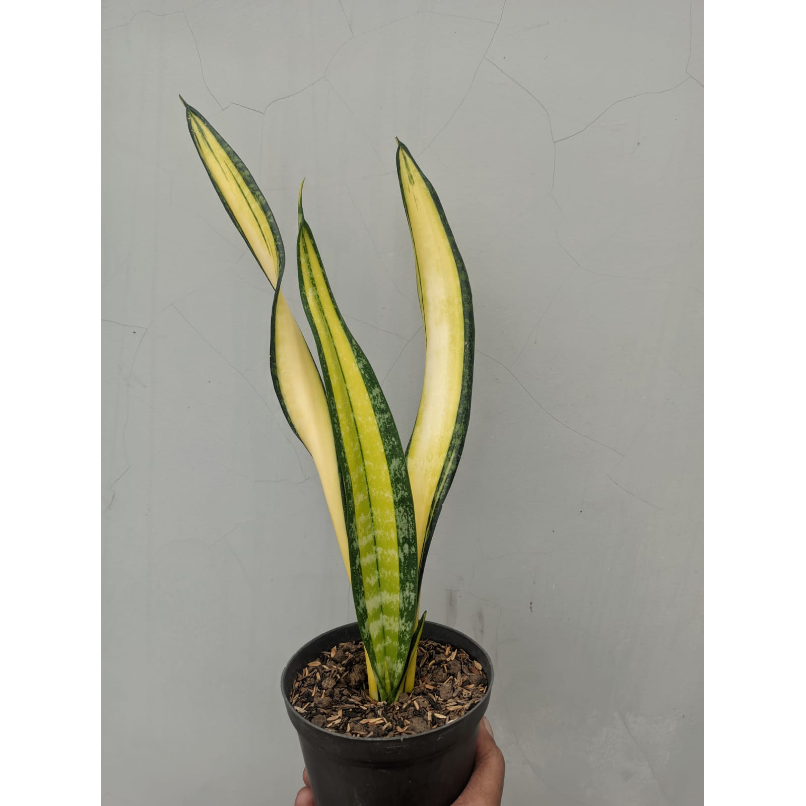 sansevieria licht Bogenhanf - Sansevieria laurentii :12 H:35 cm - Pflanzen sicher zu dir  nach Hause