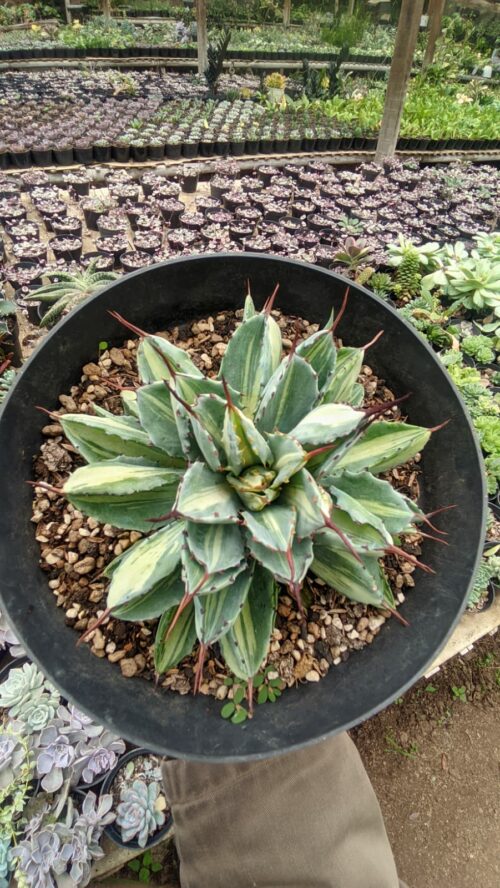 Agave Potatorum CV. Cubic Mediopicta Variegated, real gallery image #4 plants. Picture taken directly from kaktus.id community Agave farmer green houses.