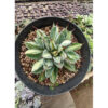 Agave Potatorum CV. Cubic Mediopicta Variegated, real feature image plant. Picture taken directly from kaktus.id community Agave farmer green houses.
