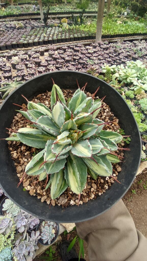 kaktus.id