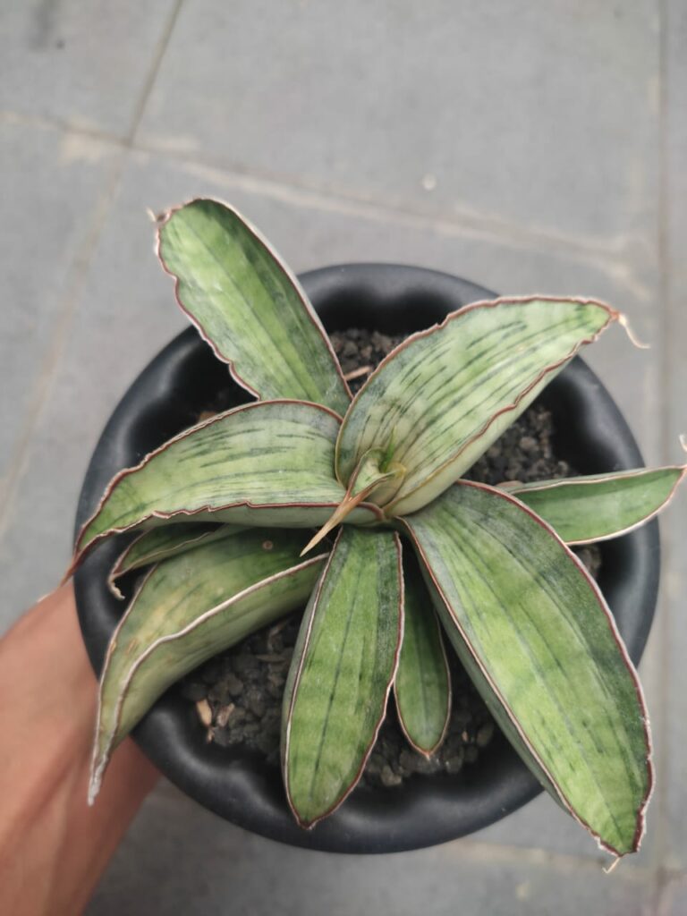 kaktus.id