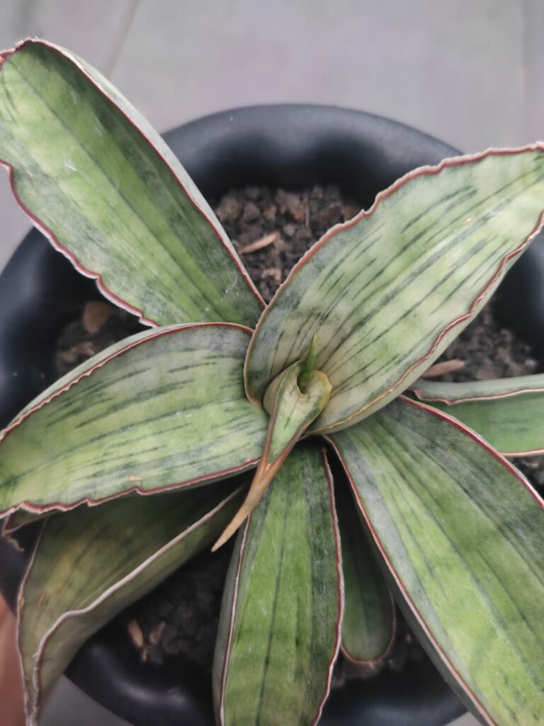 kaktus.id