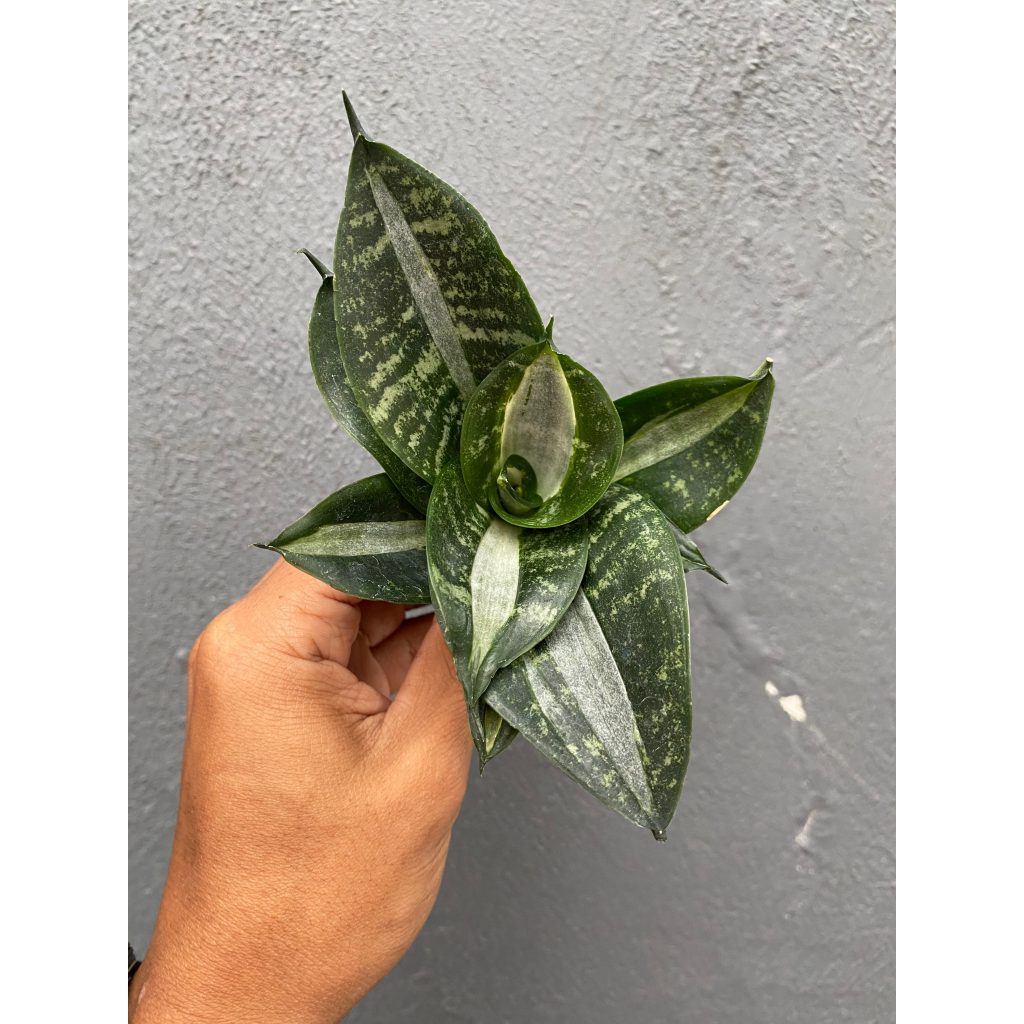kaktus.id