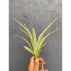 Sansevieria Parva Lancet White