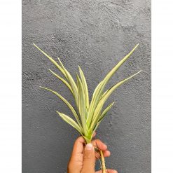 Sansevieria Parva Lancet White