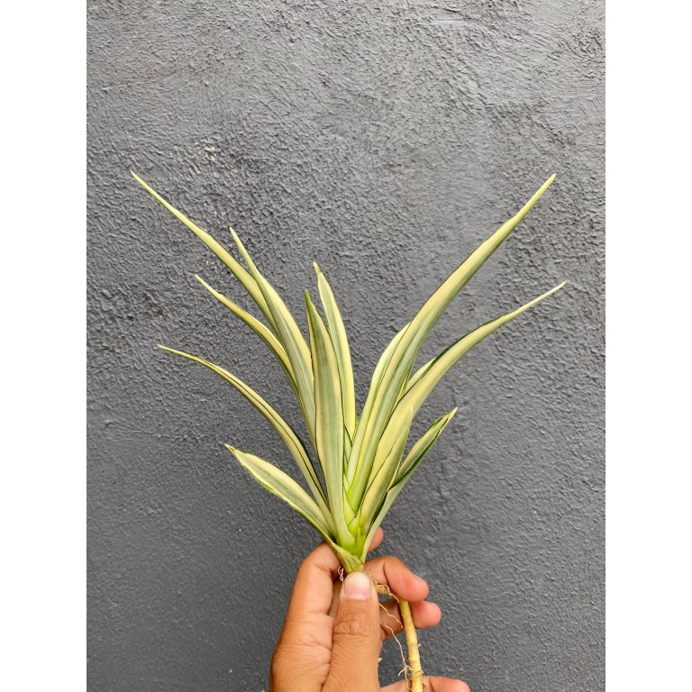 925. Sansevieria Parva Lancet White