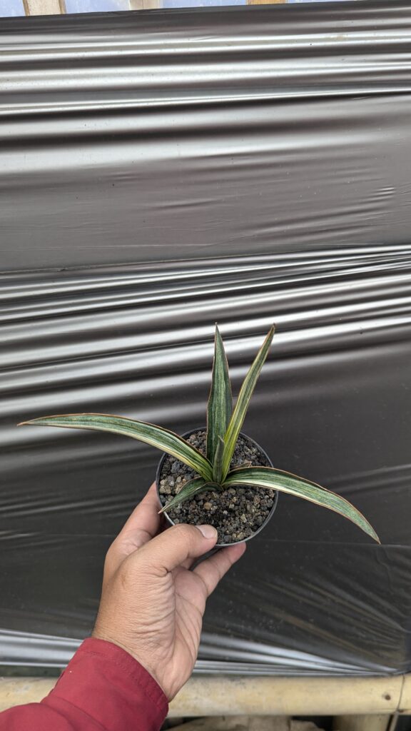 kaktus.id